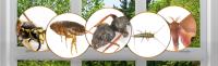 Fast Pest Control Caloundra image 6